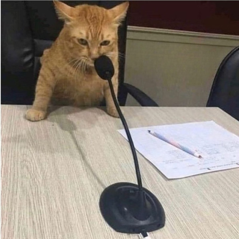 Создать мем: кот с микрофоном мем, кошка с микрофоном, кошка с микрофоном мем