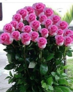 Create meme: bouquet of pink roses, pink roses