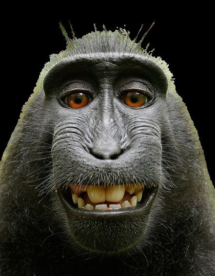 Create meme: macaque face, monkey with eyes meme, macaque monkey