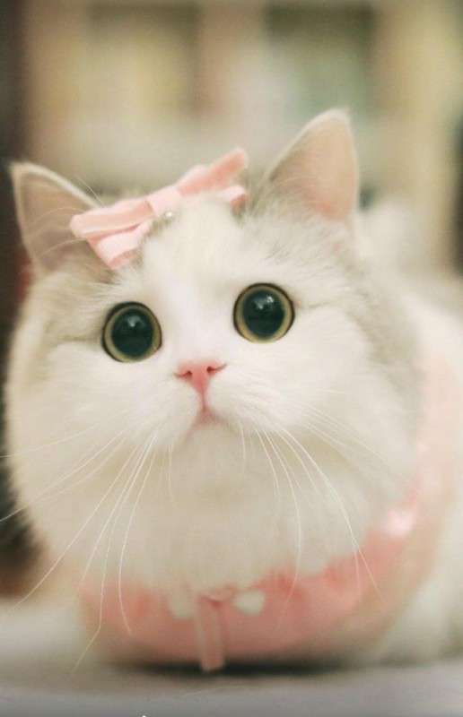 Create meme: cute cat , nyashnye seals , cute cat