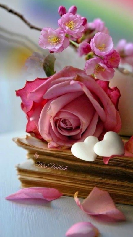 Создать мем: цветы букет, роза на книге, красивые розы