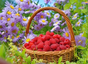 Create meme: raspberry in a basket photo, pictures for desktop summer nature flowers, raspberries in a basket