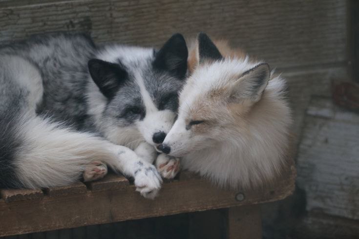 Create meme: a small silver fox, white Fox, white Fox 
