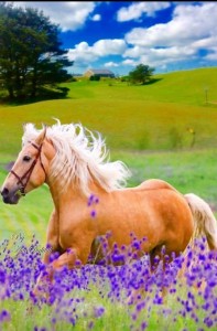 Создать мем: лошадь в цветочном поле, лошадки красивые, лошадь в лаванде