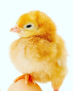 Создать мем: курица яйцо, цыплята росс 308, цыплята бройлеры