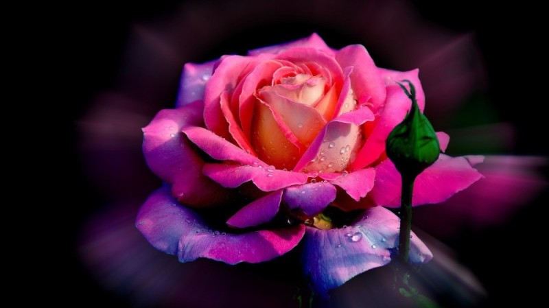 Create meme: beautiful roses , flowers roses , flowers 