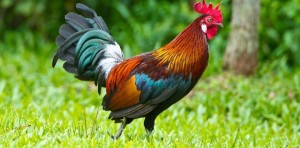 Create meme: hen and rooster, Cockerel, bankivska junglefowl
