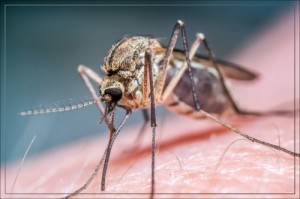 Создать мем: zika, паразиты, malaria