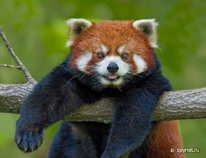 Create meme: red Panda pictures a comparison with the normal Panda, red Panda, red Panda