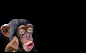Create meme: chimp meme, chimpanzee, chimpanzees