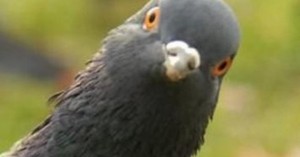 Create meme: ., Eugene dove, stupid pigeon