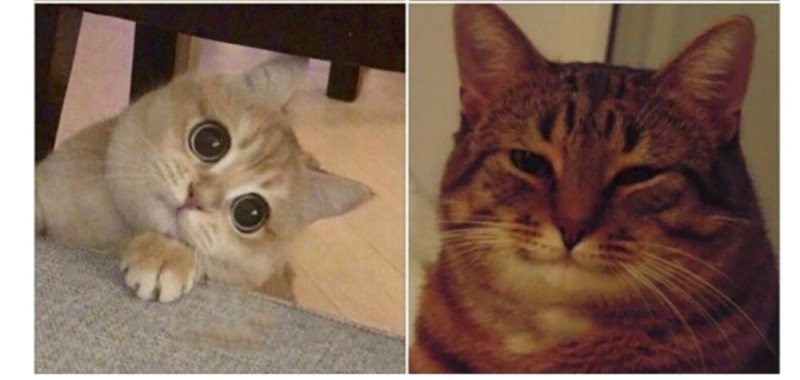 Создать мем: мемы с котами, мем кошка, улыбающийся кот мем