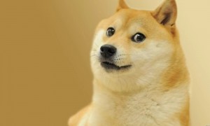 Create meme: the breed is Shiba inu, Shiba inu dogs