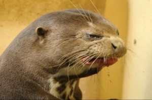 Создать мем: funny animals, животных, otter meme