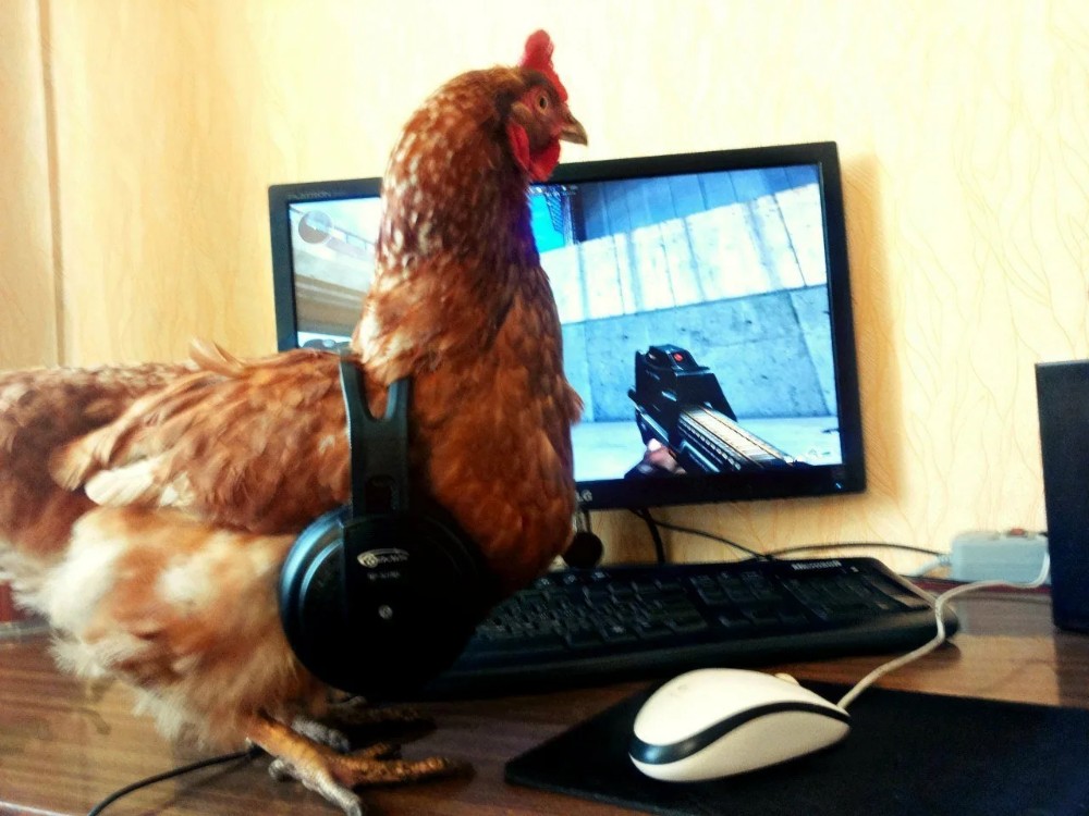 Создать мем: курица человек, куры несушки, курица и компьютер