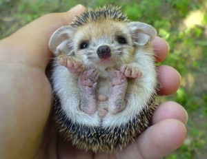 Create meme: hedgehogs animals, the long-eared hedgehog funny