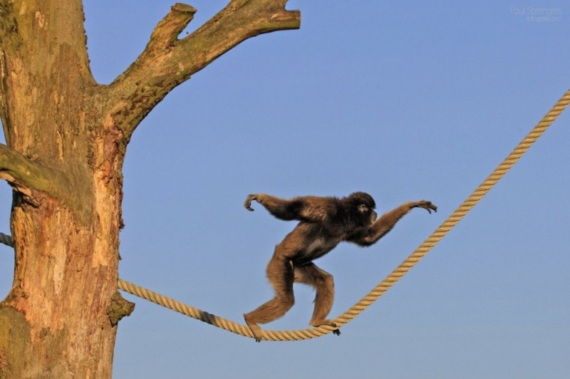 Create meme: the monkey is hanging, monkeys with long arms, monkey hanging on a branch