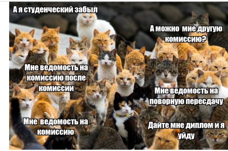 Создать мем: много кошек, кот, много котиков