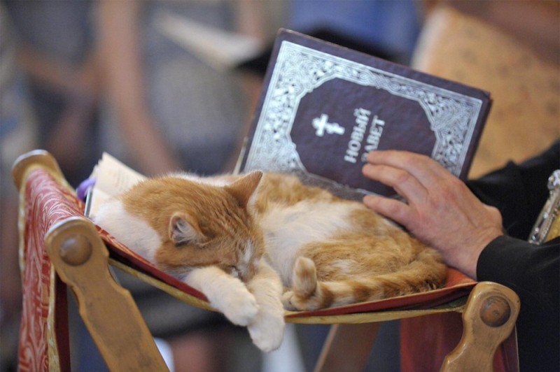 Создать мем: кот, кошка, кот в церкви