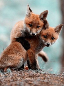 Create meme: Fox red, Fox, foxes