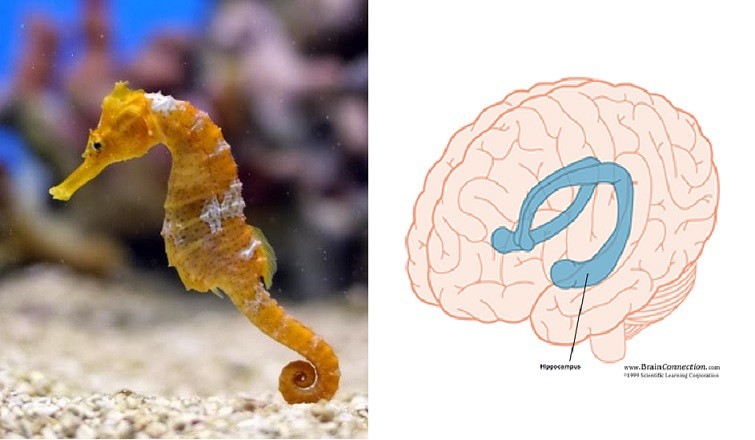 Create meme: seahorse , hippocampus is a seahorse, hippocampus anatomy