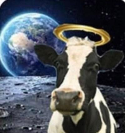 Создать мем: оран с коровы, корова в космосе, корова корова