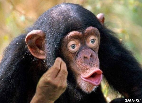 Create meme: chimpanzees , chimpanzee, chimp meme
