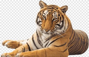 Create meme: tiger