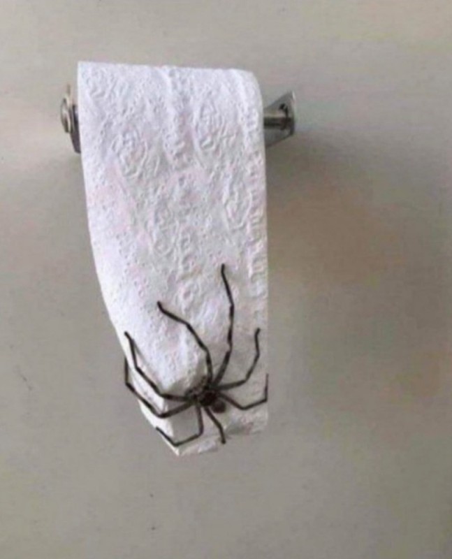 Создать мем: пауки в доме, паук на туалетной бумаге, туалетный паук