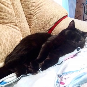 Создать мем: амурская черная кошка, спати, добрые руки