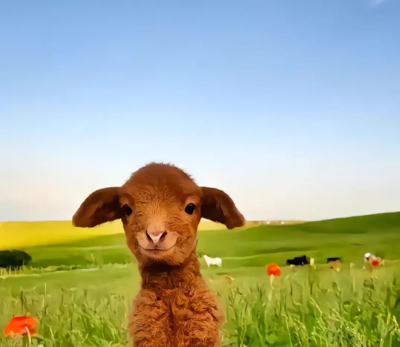 Создать мем: животные милые, милые овечки, барашек