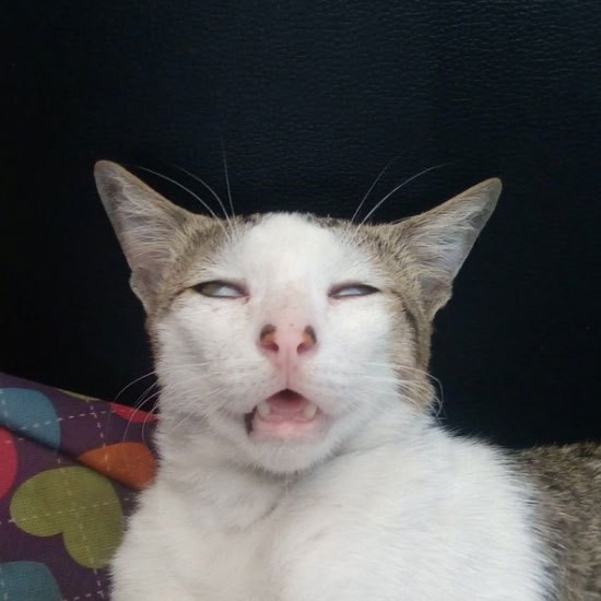 Create meme: funny cat faces, cat funny , stoned cats