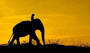 Создать мем: african elephant, слоны в африке рассвет, силуэт слона