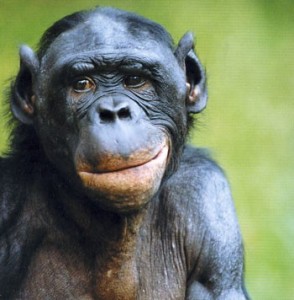 Создать мем: карликовый шимпанзе, бонобо улыбается, обыкновенный шимпанзе