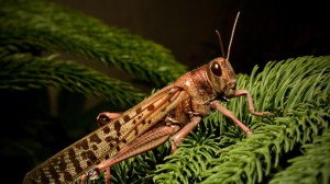 Create meme: grasshopper insect, grasshopper, locust