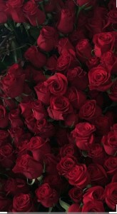 Create meme: roses, rose red background, screensaver full of red roses