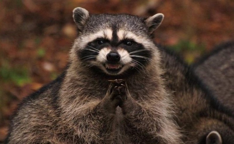 Create meme: angry raccoon polosun, sly raccoon, the malevolent raccoon