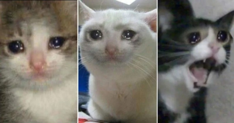 Создать мем: кот плачет мес, кот плачет мем, плачущий котик
