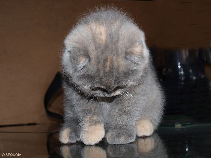Create meme: Scottish fold cat, lop-eared kitten, The ashen lop-eared cat