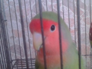 Создать мем: неразлучники, lovebird, Кеша