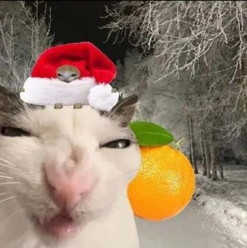 Создать мем: кошки новый год, милые котики смешные, смешные животные
