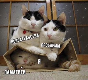 Create meme: pow, cat, funny