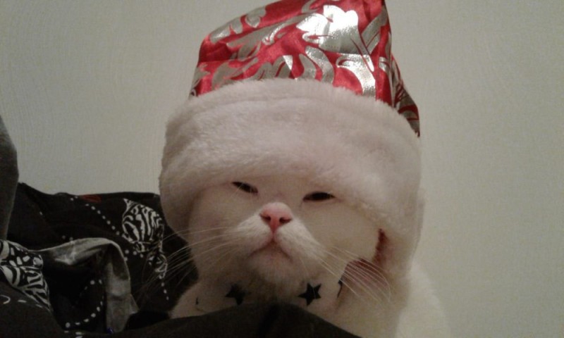Создать мем: christmas cat, шапко кот, кошка