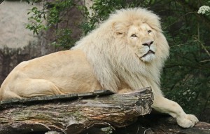 Create meme: beautiful lion, white lion Wallpaper, Leo