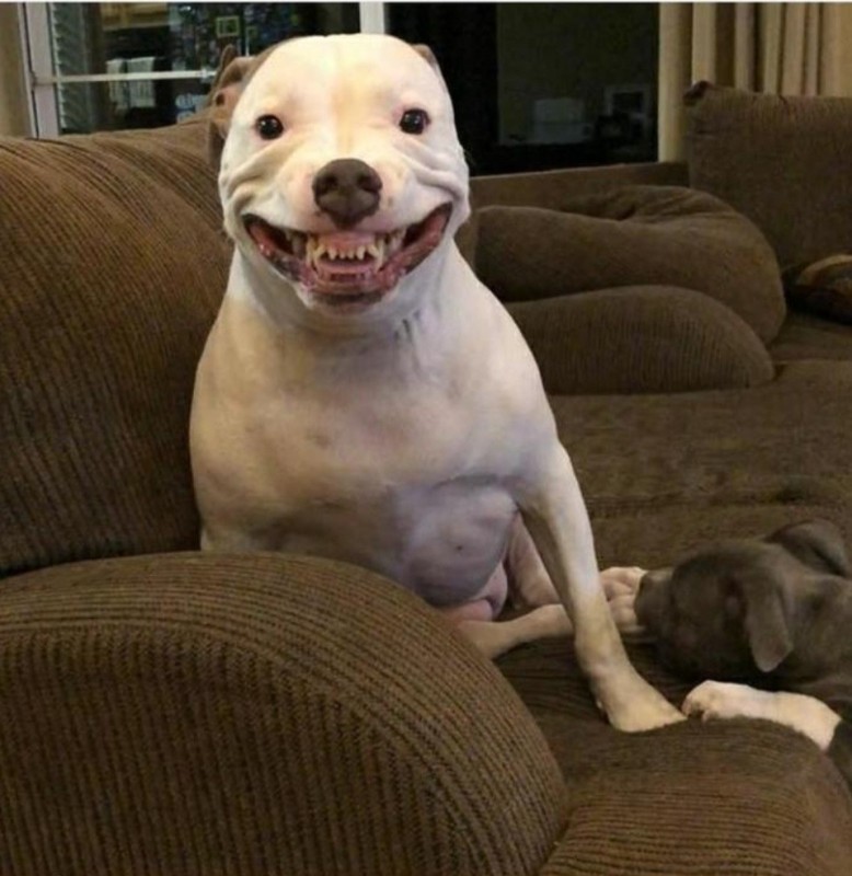 Создать мем: улыбка стаффордширского терьера, собака рамиля, питбуль йяйя