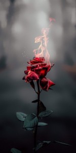 Create meme: roses, flowers, rose black