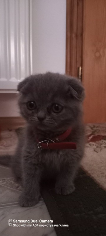 Create meme: Scottish fold , lop-eared kitten, scottish fold kittens