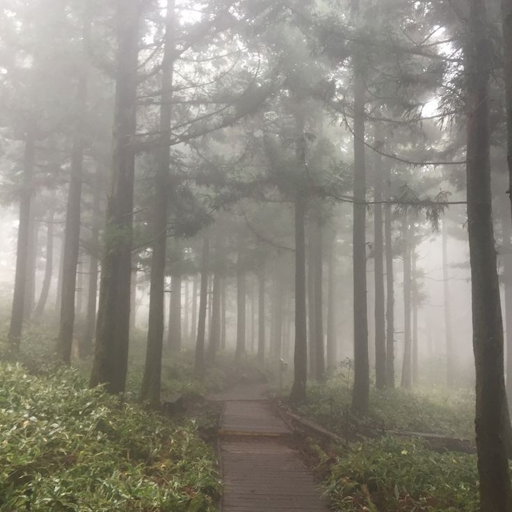 Создать мем: лес утром, аффреско туманный лес, туманный сосновый бор