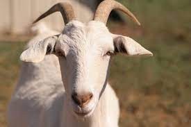 Create meme: sheep and goat, sheep and goats, goats