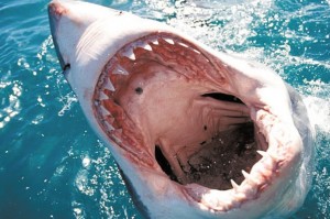 Создать мем: гигантская акула, акула ест человека, укус большой белой акулы